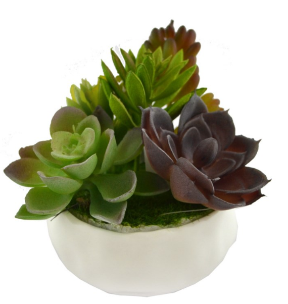 POT OF SUCCULENTS - Kate & Co. Home